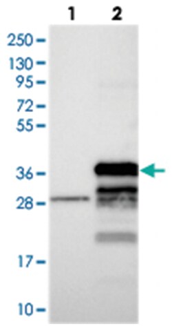 FAM92B, Rabbit, Polyclonal Antibody, Abnova 100 &mu;L | Buy Online | Abnova | Fisher Scientific