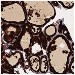 WDR59, Rabbit, Polyclonal Antibody, Abnova 100&mu;L; Unlabeled:Antibodies,