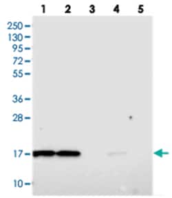 OCIAD2 Rabbit anti-Human, Polyclonal Antibody, Abnova 100&mu;L; Unlabeled:Antibodies,