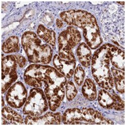 OCIAD2 Rabbit anti-Human, Polyclonal Antibody, Abnova 100&mu;L; Unlabeled:Antibodies,