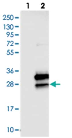 C16orf45, Rabbit, Polyclonal Antibody, Abnova 100 &mu;L | Buy Online | Abnova Corporation | Fisher Scientific