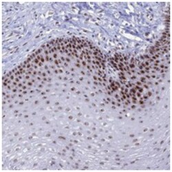 CCDC86 Rabbit anti-Human, Polyclonal Antibody, Abnova 100 &mu;L | Buy Online | Abnova Corporation | Fisher Scientific