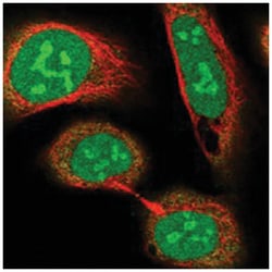CCDC86 Rabbit anti-Human, Polyclonal Antibody, Abnova 100 &mu;L | Buy Online | Abnova Corporation | Fisher Scientific