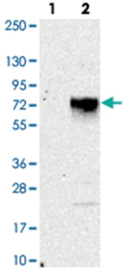 CCDC86 Rabbit anti-Human, Polyclonal Antibody, Abnova 100 &mu;L | Buy Online | Abnova Corporation | Fisher Scientific