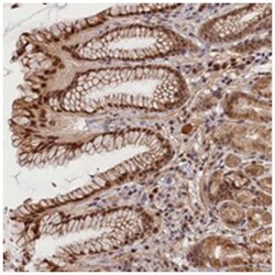 C16orf46 Rabbit anti-Human, Polyclonal Antibody, Abnova 100&mu;L; Unlabeled:Antibodies,