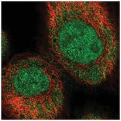 C16orf46 Rabbit anti-Human, Polyclonal Antibody, Abnova 100&mu;L; Unlabeled:Antibodies,