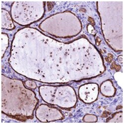 C16orf48 Rabbit anti-Human, Polyclonal Antibody, Abnova 100 &mu;L | Buy Online | Abnova Corporation | Fisher Scientific