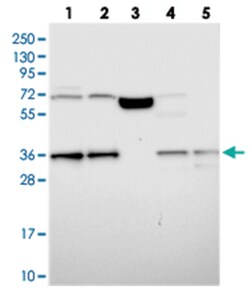 DNAJC17 Rabbit anti-Human, Polyclonal Antibody, Abnova 100&mu;L; Unlabeled:Antibodies,