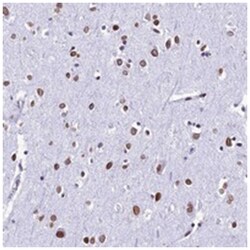 C12orf26 Rabbit anti-Human, Polyclonal Antibody, Abnova 100 &mu;L | Buy Online | Abnova Corporation | Fisher Scientific