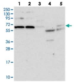 SPATA13 Rabbit anti-Human, Polyclonal Antibody, Abnova 100&mu;L; Unlabeled:Antibodies,