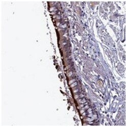 SPATA13 Rabbit anti-Human, Polyclonal Antibody, Abnova 100&mu;L; Unlabeled:Antibodies,