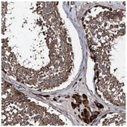 CNTN5 Rabbit anti-Human, Polyclonal Antibody, Abnova 100&mu;L; Unlabeled:Antibodies,