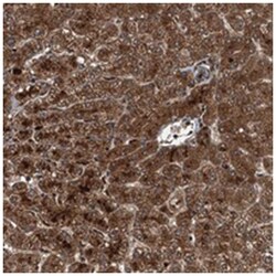 GFER, Rabbit, Polyclonal Antibody, Abnova 100&mu;L; Unlabeled:Antibodies,
