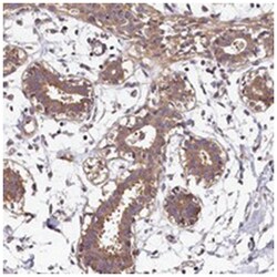 OAS3 Rabbit anti-Human, Polyclonal Antibody, Abnova 100 &mu;L | Buy Online | Abnova Corporation | Fisher Scientific