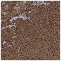 UBXN6 Rabbit anti-Human, Polyclonal Antibody, Abnova 100 &mu;L | Buy Online | Abnova Corporation | Fisher Scientific