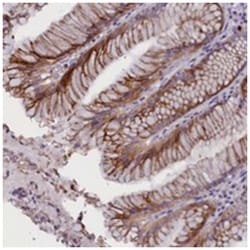 RTTN Rabbit anti-Human, Polyclonal Antibody, Abnova 100 &mu;L | Buy Online | Abnova Corporation | Fisher Scientific