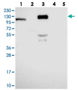 OAS3 Rabbit anti-Human, Polyclonal Antibody, Abnova 100 &mu;L | Buy Online | Abnova Corporation | Fisher Scientific