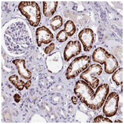 OAS3 Rabbit anti-Human, Polyclonal Antibody, Abnova 100 &mu;L | Buy Online | Abnova Corporation | Fisher Scientific
