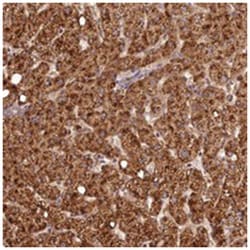C16orf46 Rabbit anti-Human, Polyclonal Antibody, Abnova 100&mu;L; Unlabeled:Antibodies,