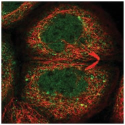 C16orf46 Rabbit anti-Human, Polyclonal Antibody, Abnova 100&mu;L; Unlabeled:Antibodies,
