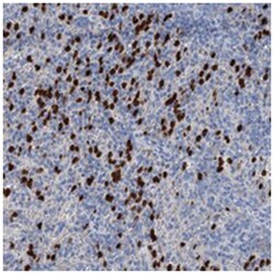 OTOA, Rabbit, Polyclonal Antibody, Abnova 100 &mu;L | Buy Online | Abnova Corporation | Fisher Scientific