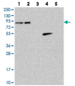 ANKS3 Rabbit anti-Human, Polyclonal Antibody, Abnova 100 &mu;L | Buy Online | Abnova Corporation | Fisher Scientific