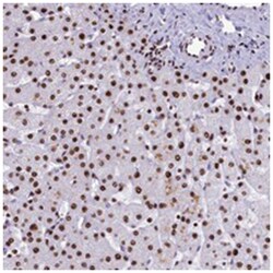 SRRM2, Rabbit, Polyclonal Antibody, Abnova 100&mu;L; Unlabeled:Antibodies,