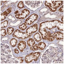 C16orf53 Rabbit anti-Human, Polyclonal Antibody, Abnova 100&mu;L; Unlabeled:Antibodies,