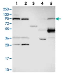 TELO2 Rabbit anti-Human, Polyclonal Antibody, Abnova 100 &mu;L | Buy Online | Abnova Corporation | Fisher Scientific