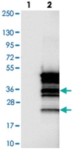 C16orf48 Rabbit anti-Human, Polyclonal Antibody, Abnova 100 &mu;L | Buy Online | Abnova Corporation | Fisher Scientific