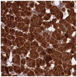 SEC14L5 Rabbit anti-Human, Polyclonal Antibody, Abnova 100 &mu;L | Buy Online | Abnova Corporation | Fisher Scientific
