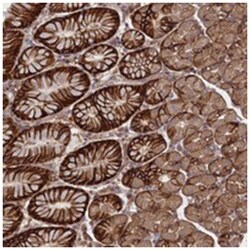 FAM96B Rabbit anti-Human, Polyclonal Antibody, Abnova 100&mu;L; Unlabeled:Antibodies,