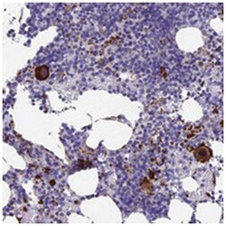 C15orf59, Rabbit, Polyclonal Antibody, Abnova 100&mu;L; Unlabeled:Antibodies,