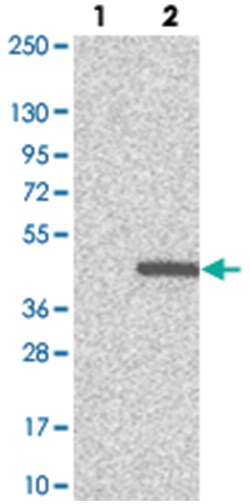 C16orf72, Rabbit, Polyclonal Antibody, Abnova 100&mu;L; Unlabeled:Antibodies,