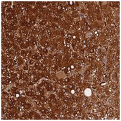 FAM118B Rabbit anti-Human, Polyclonal Antibody, Abnova 100 &mu;L | Buy Online | Abnova Corporation | Fisher Scientific