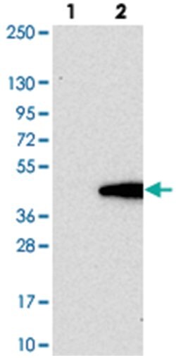 FAM118B Rabbit anti-Human, Polyclonal Antibody, Abnova 100 &mu;L | Buy Online | Abnova Corporation | Fisher Scientific