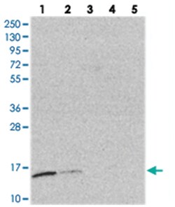 TRAPPC2L, Rabbit, Polyclonal Antibody, Abnova 100 &mu;L | Buy Online | Abnova Corporation | Fisher Scientific