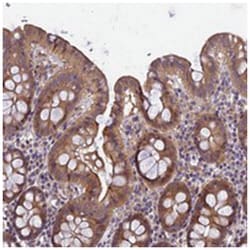 FAM98C Rabbit anti-Human, Polyclonal Antibody, Abnova 100 &mu;L | Buy Online | Abnova Corporation | Fisher Scientific