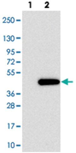 FAM98C Rabbit anti-Human, Polyclonal Antibody, Abnova 100 &mu;L | Buy Online | Abnova Corporation | Fisher Scientific