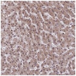SLC38A7, Rabbit, Polyclonal Antibody, Abnova 100&mu;L; Unlabeled:Antibodies,