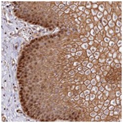 C15orf53, Rabbit, Polyclonal Antibody, Abnova 100 &mu;L | Buy Online | Abnova Corporation | Fisher Scientific