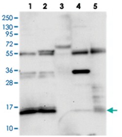 FAM103A1 Rabbit anti-Human, Polyclonal Antibody, Abnova 100 &mu;L | Buy Online | Abnova Corporation | Fisher Scientific