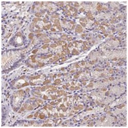 LENG8 Rabbit anti-Human, Polyclonal Antibody, Abnova 100&mu;L; Unlabeled:Antibodies,