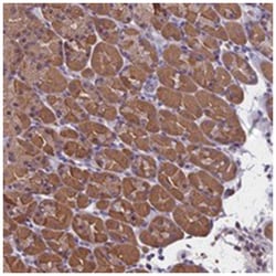 SYCE2, Rabbit, Polyclonal Antibody, Abnova 100&mu;L; Unlabeled:Antibodies,