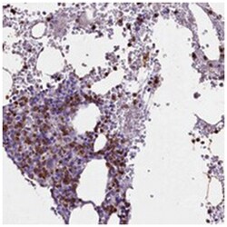FAM209B, Rabbit, Polyclonal Antibody, Abnova 100 &mu;L | Buy Online | Abnova | Fisher Scientific