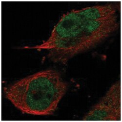 REXO1 Rabbit anti-Human, Polyclonal Antibody, Abnova 100&mu;L; Unlabeled:Antibodies,