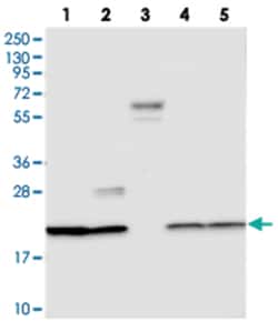 C9orf40, Rabbit, Polyclonal Antibody, Abnova 100 &mu;L | Buy Online | Abnova Corporation | Fisher Scientific
