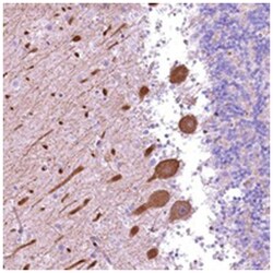 FUZ Rabbit anti-Human, Polyclonal Antibody, Abnova 100 &mu;L | Buy Online | Abnova Corporation | Fisher Scientific