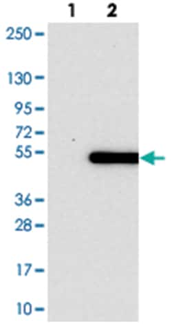 PSMD11 Rabbit anti-Human, Polyclonal Antibody, Abnova 100&mu;L; Unlabeled:Antibodies,