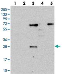 SUSD3, Rabbit, Polyclonal Antibody, Abnova 100&mu;L; Unlabeled:Antibodies,